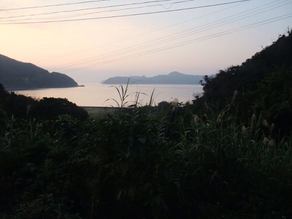 鹿児島 お茶